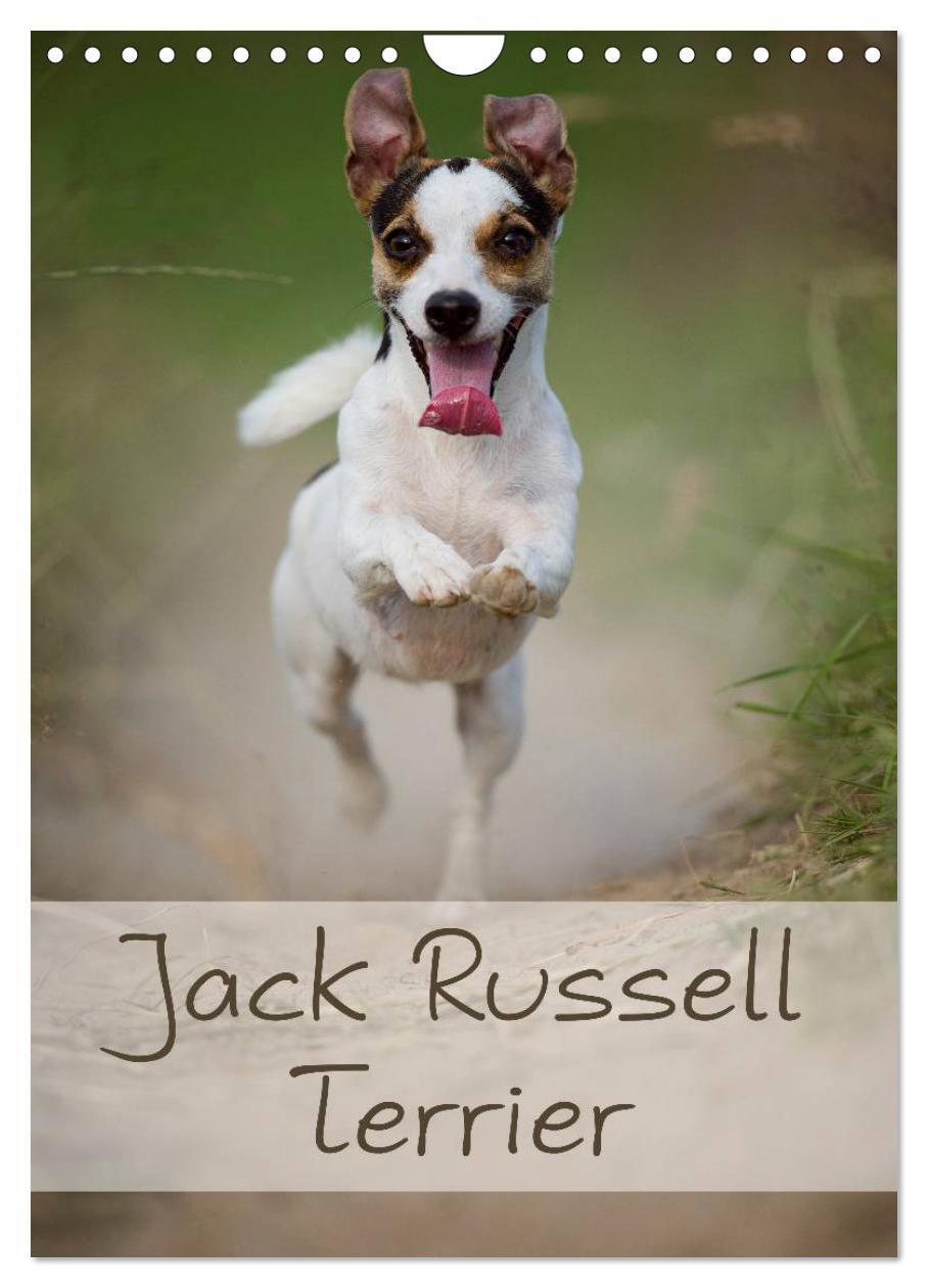Cover: 9783383529375 | Jack Russell Terrier (Wandkalender 2024 DIN A4 hoch), CALVENDO...