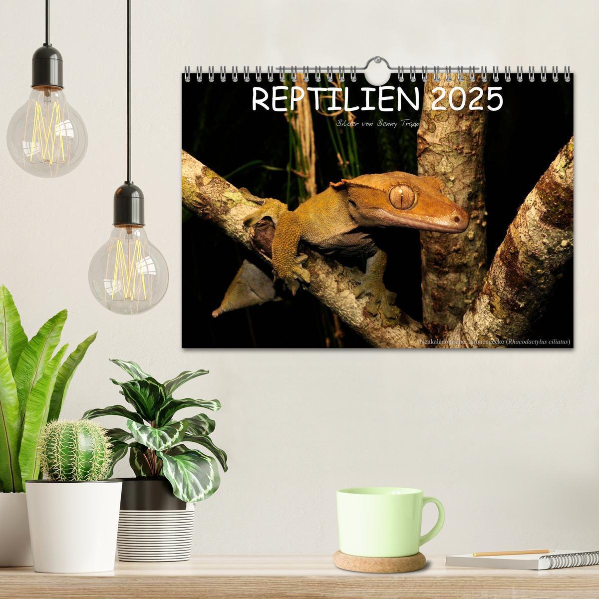 Bild: 9783435774548 | REPTILIEN (Wandkalender 2025 DIN A4 quer), CALVENDO Monatskalender