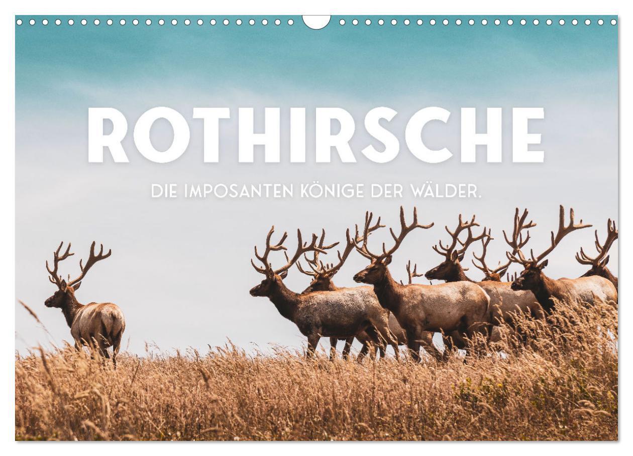 Cover: 9783435003099 | Rothirsche - Die imposanten Könige der Wälder. (Wandkalender 2025...