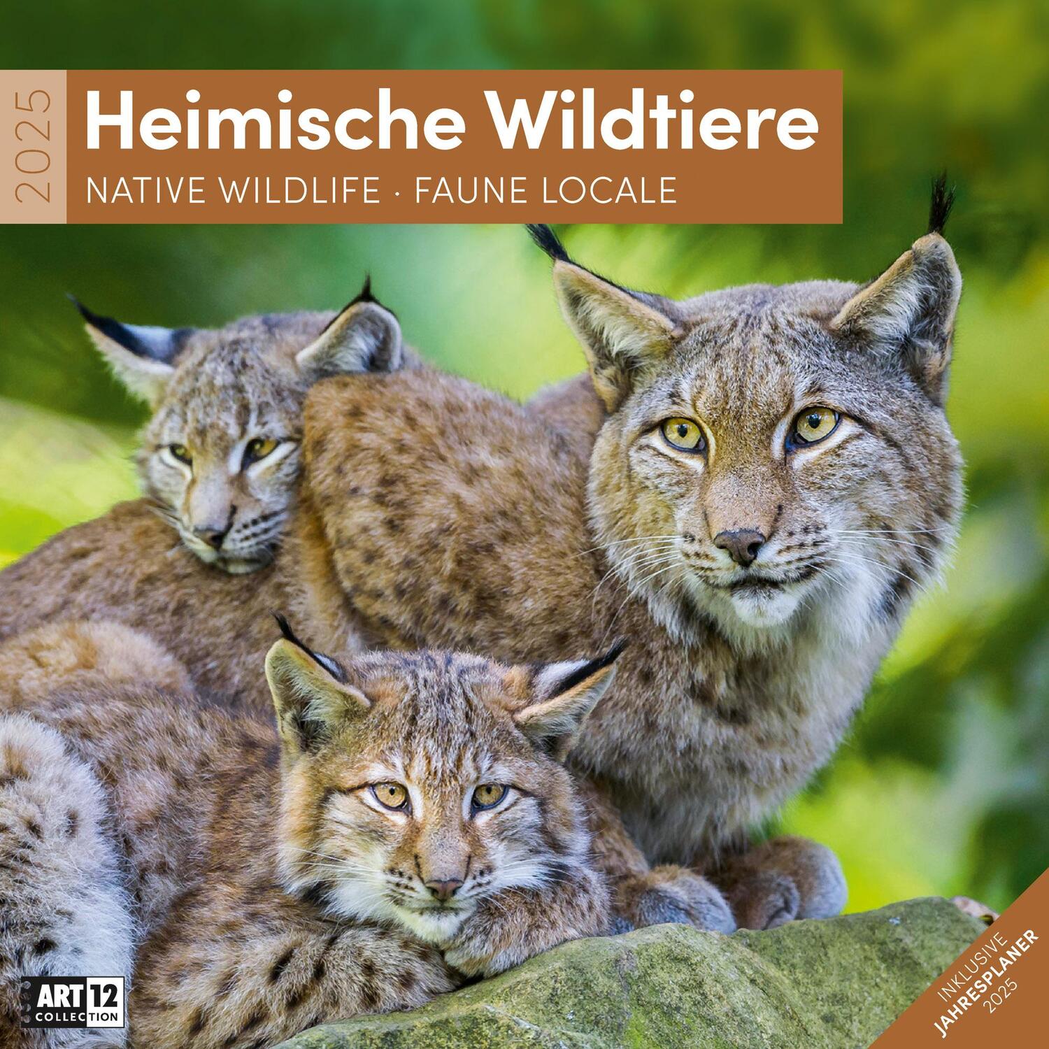 Cover: 9783838445267 | Heimische Wildtiere Kalender 2025 - 30x30 | Ackermann Kunstverlag