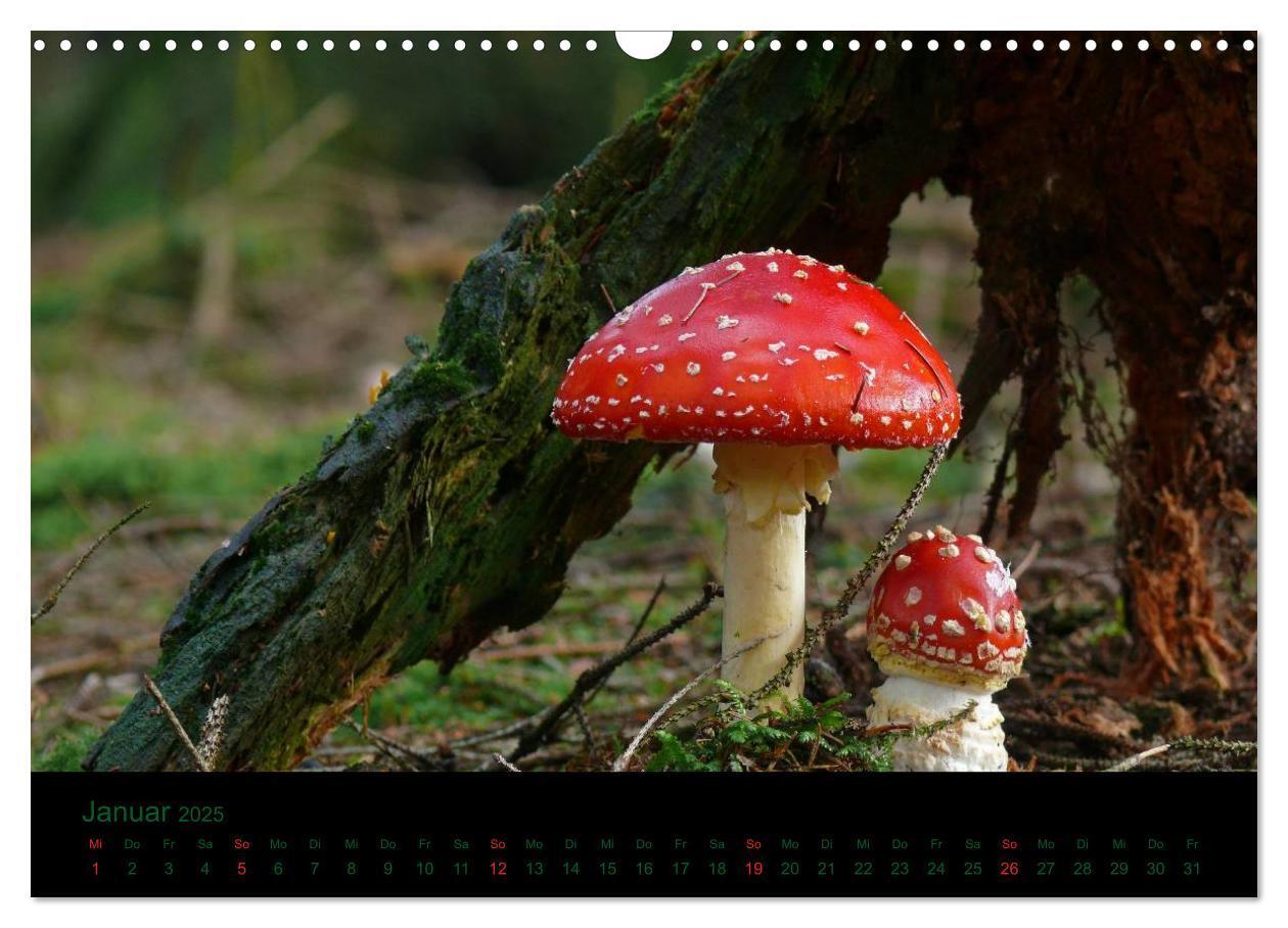 Bild: 9783435832187 | Im Reich der Pilze (Wandkalender 2025 DIN A3 quer), CALVENDO...