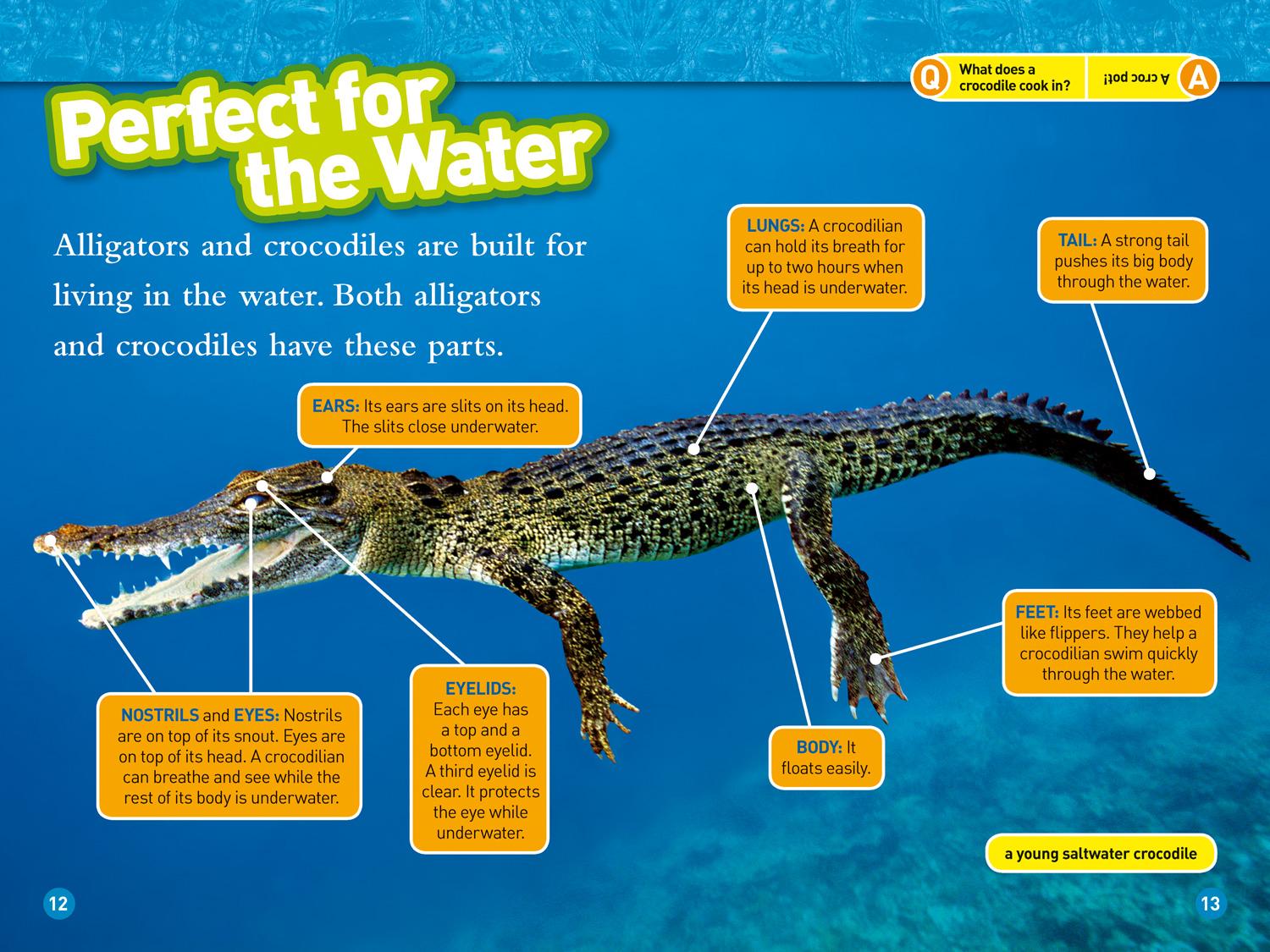 Bild: 9780008266684 | Alligators and Crocodiles | Level 3 | Laura Marsh (u. a.) | Buch