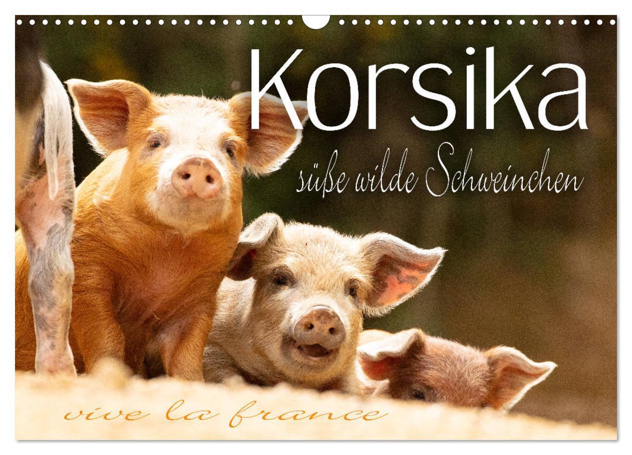 Cover: 9783435261529 | Korsika - süße, wilde Schweinchen (Wandkalender 2025 DIN A3 quer),...