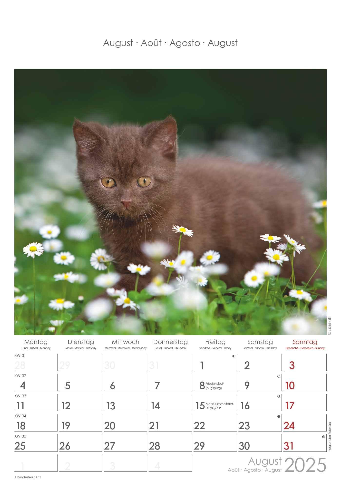 Bild: 4251732341015 | Katzen 2025 - Bildkalender 23,7x34 cm - Kalender mit Platz für...