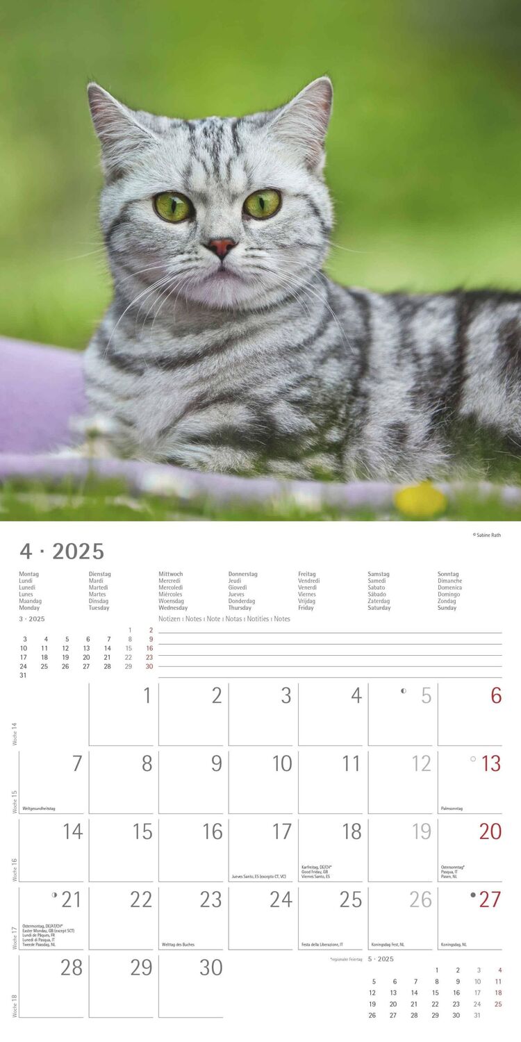 Bild: 4251732340674 | Katzen 2025 - Broschürenkalender 30x30 cm (30x60 geöffnet) -...