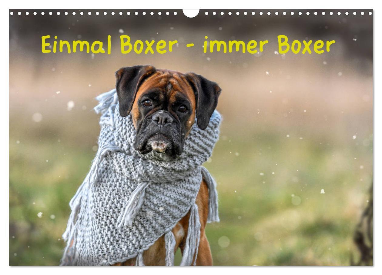 Cover: 9783435179558 | Einmal Boxer - immer Boxer (Wandkalender 2025 DIN A3 quer),...