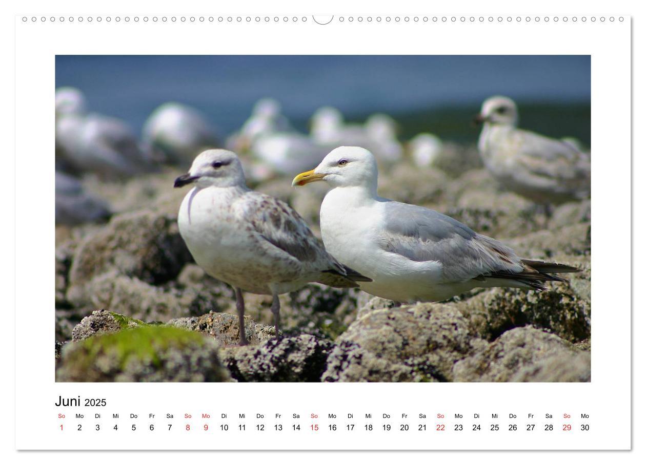 Bild: 9783435616879 | Sylt - Tage am Meer (Wandkalender 2025 DIN A2 quer), CALVENDO...