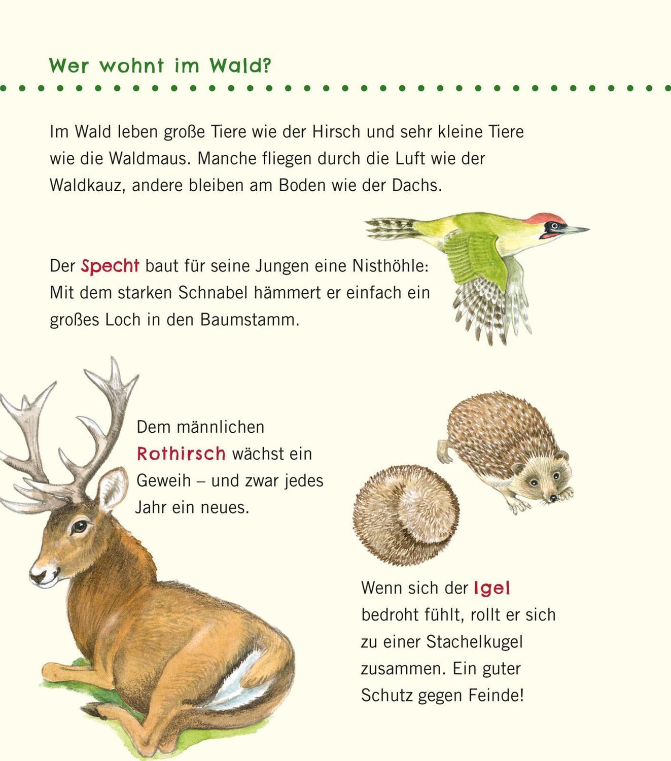 Bild: 9783551036087 | Unkaputtbar: Erstes Wissen: Im Wald | Petra Klose | Taschenbuch | 2020