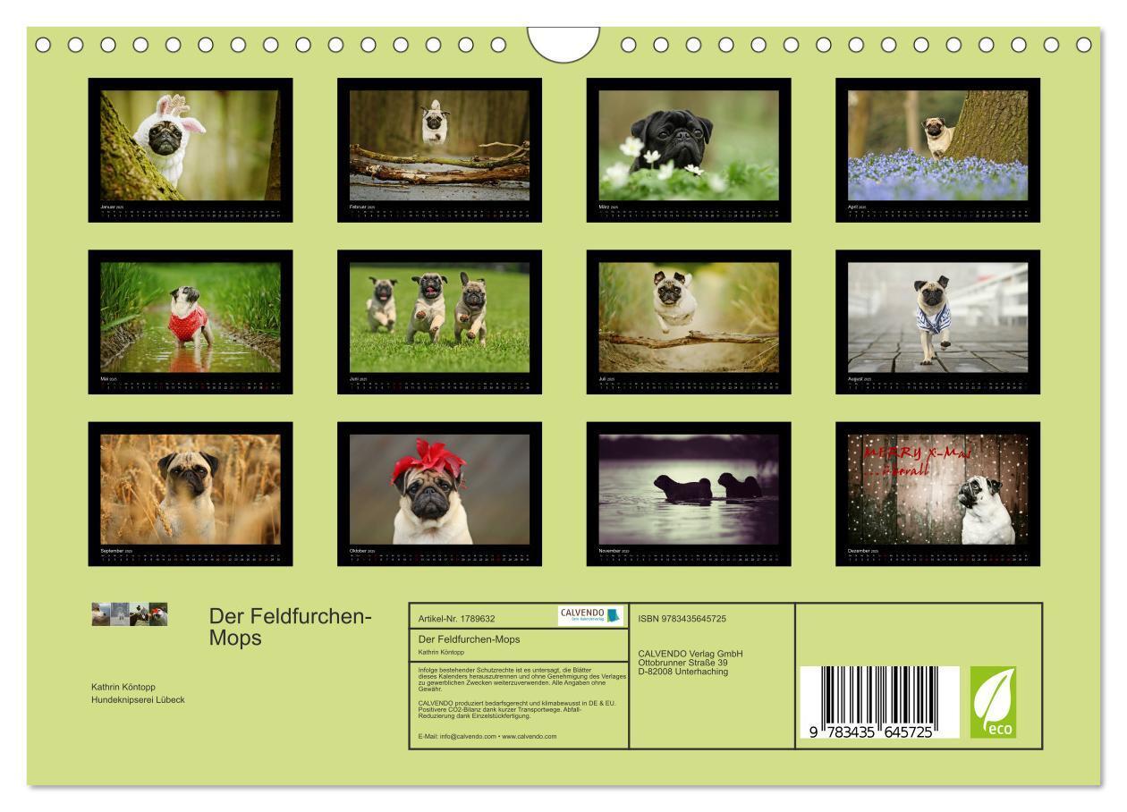 Bild: 9783435645725 | Der Feldfurchen-Mops (Wandkalender 2025 DIN A4 quer), CALVENDO...