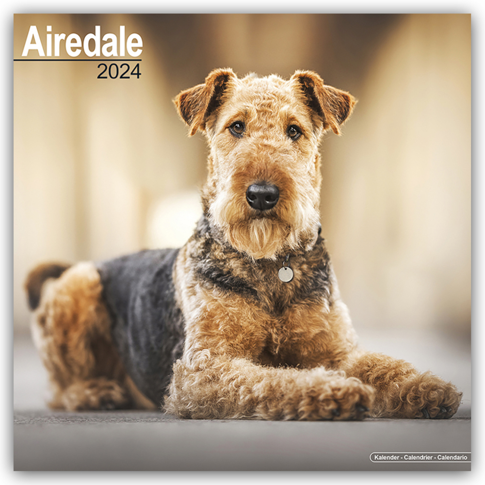 Cover: 9781804600016 | Airedale Terrier 2024 - 16-Monatskalender | Avonside Publishing | 2024