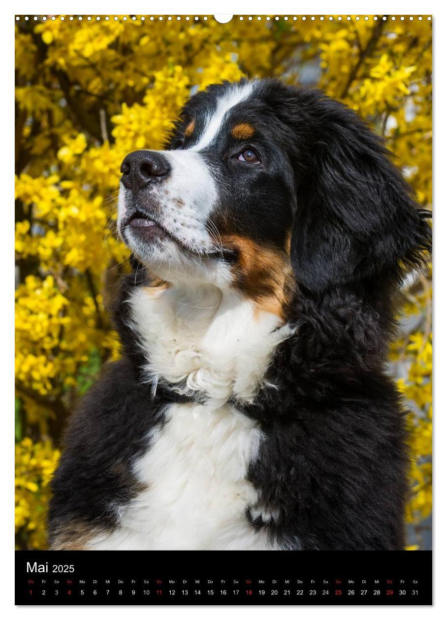 Bild: 9783457055731 | Faszination Berner Sennenhund (Wandkalender 2025 DIN A2 hoch),...