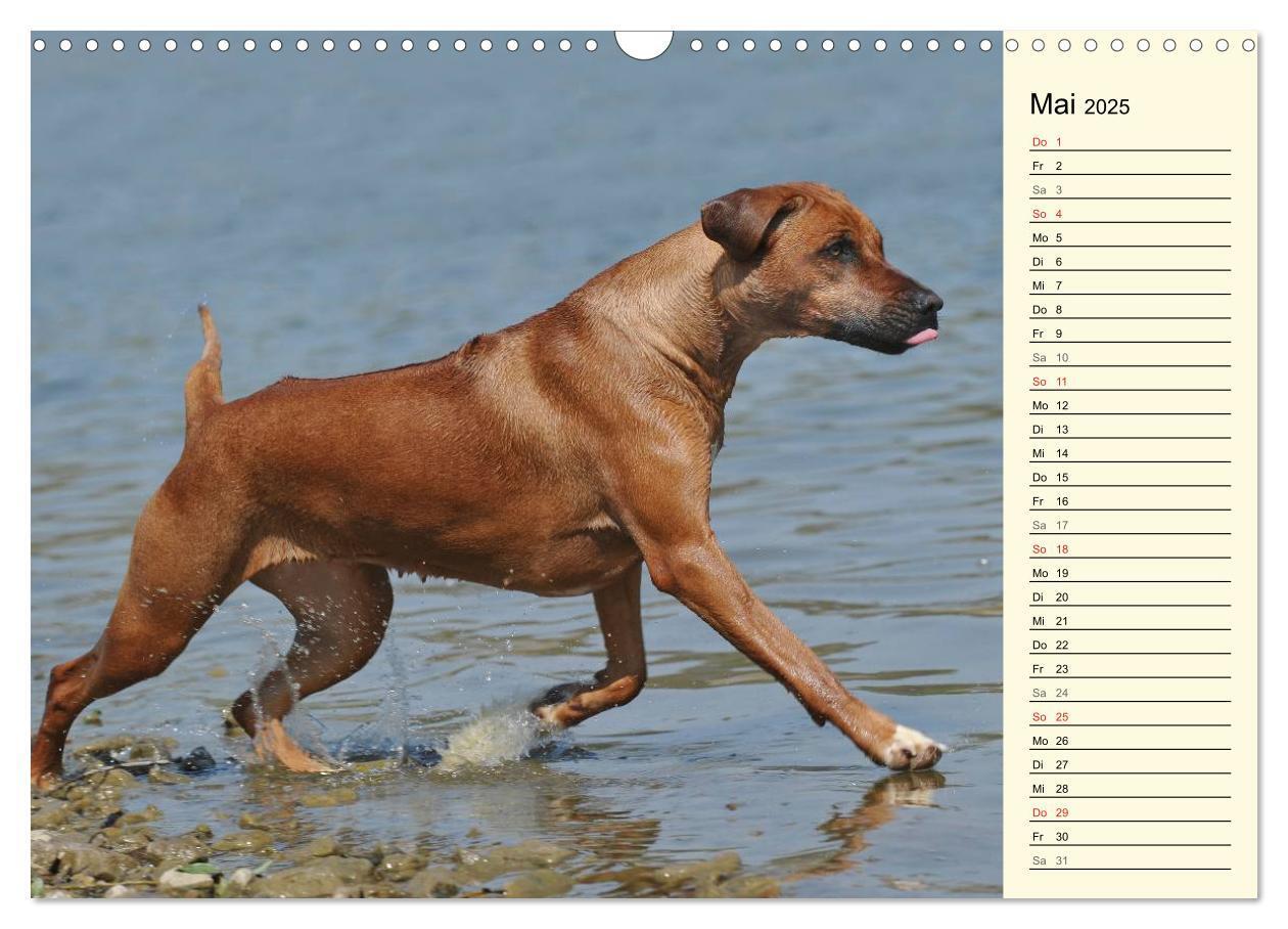 Bild: 9783435540990 | Rhodesian Ridgeback 2025 (Wandkalender 2025 DIN A3 quer), CALVENDO...