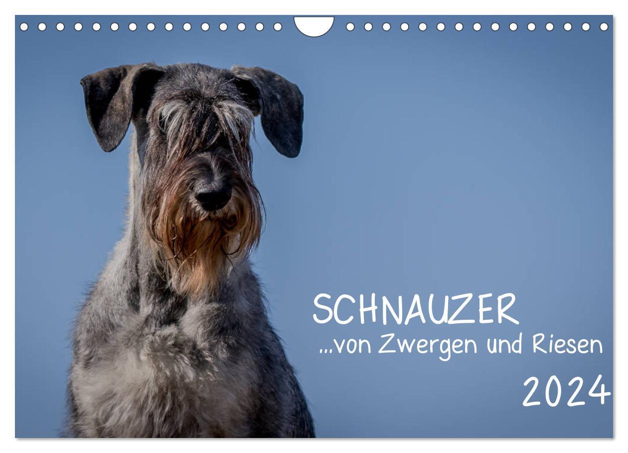Cover: 9783675460997 | Schnauzer... von Zwergen und Riesen 2024 (Wandkalender 2024 DIN A4...