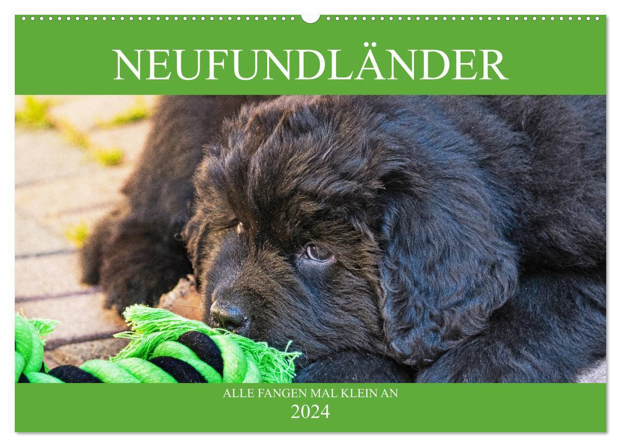 Cover: 9783675451254 | Neufundländer - Alle fangen mal klein an (Wandkalender 2024 DIN A2...