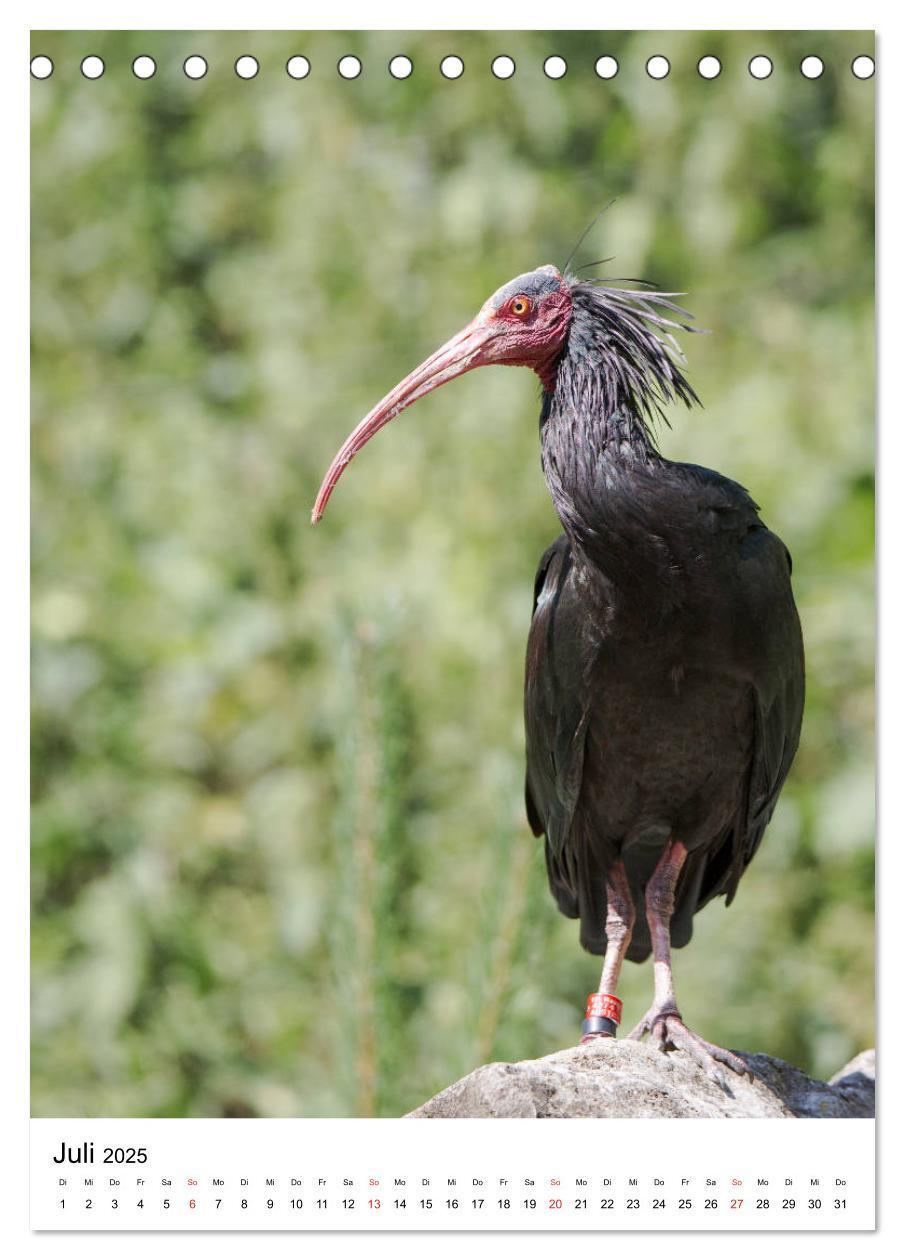 Bild: 9783435930180 | Der Waldrapp - Der etwas andere Vogel (Tischkalender 2025 DIN A5...