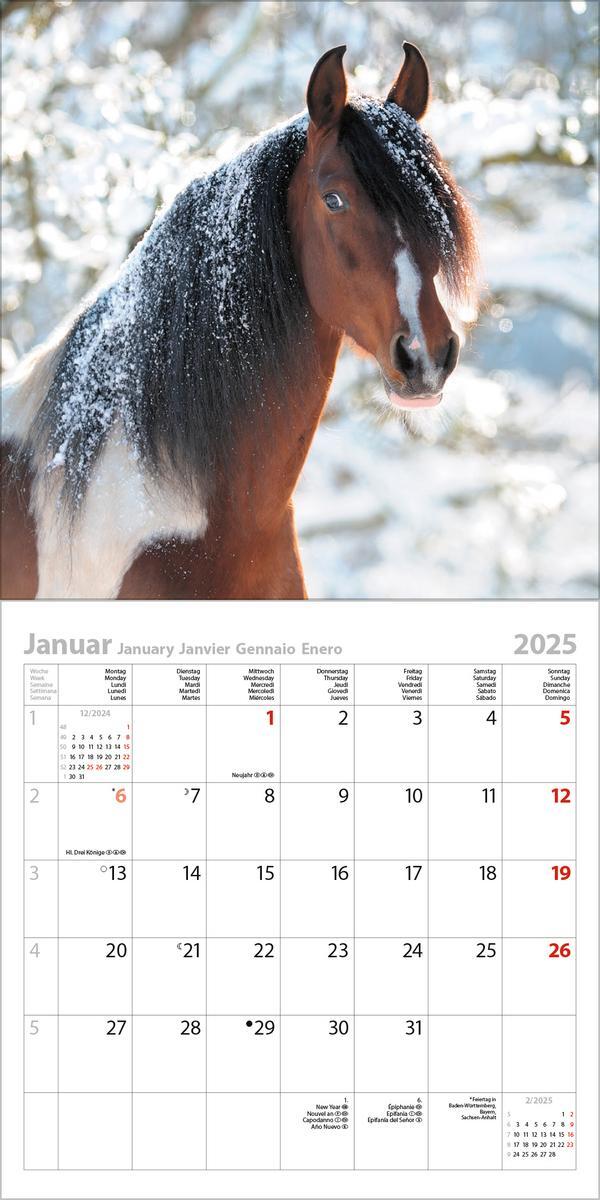 Bild: 9783731876380 | Horses 2025 | Verlag Korsch | Kalender | 13 S. | Deutsch | 2025