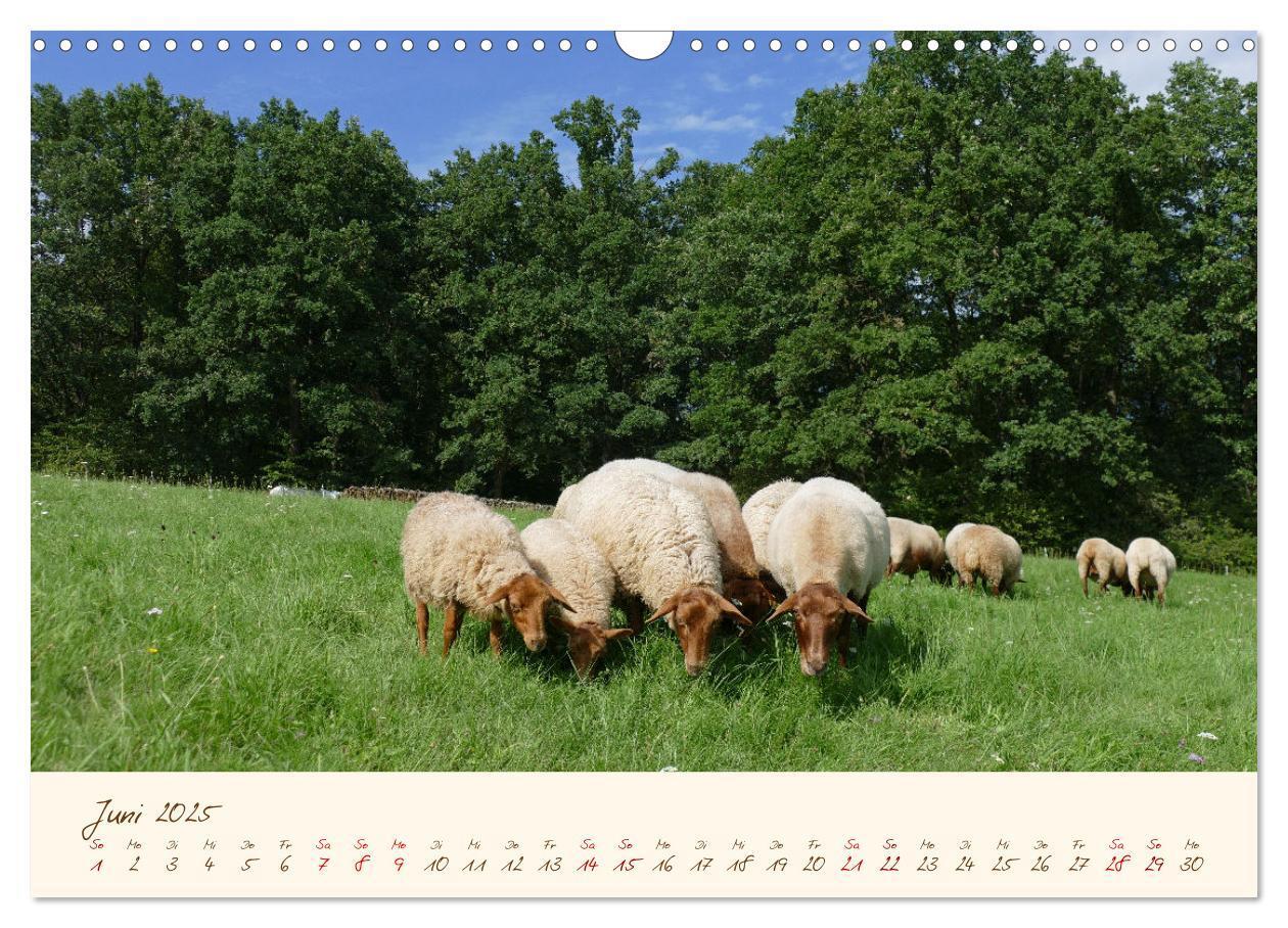 Bild: 9783435172832 | Coburger Fuchsschaf (Wandkalender 2025 DIN A3 quer), CALVENDO...