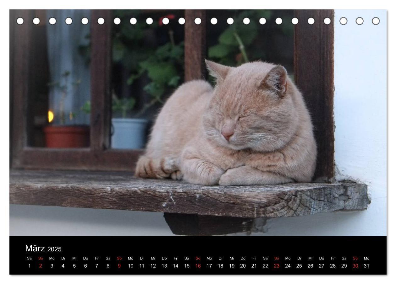 Bild: 9783435519729 | Haustiger - Ein Katzenkalender (Tischkalender 2025 DIN A5 quer),...