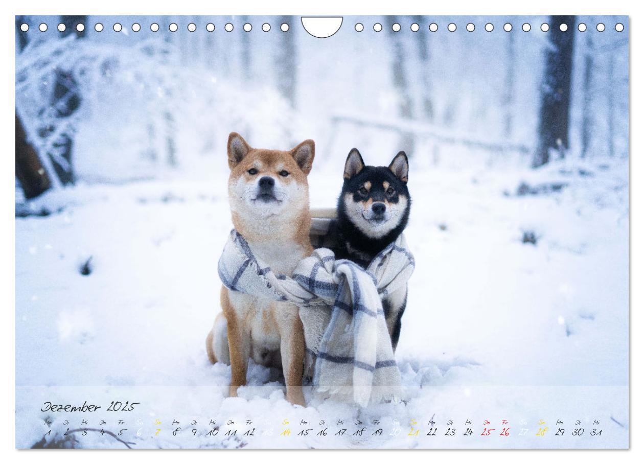 Bild: 9783435051779 | Shiba Inu - mutig, treu, selbstbewusst (Wandkalender 2025 DIN A4...