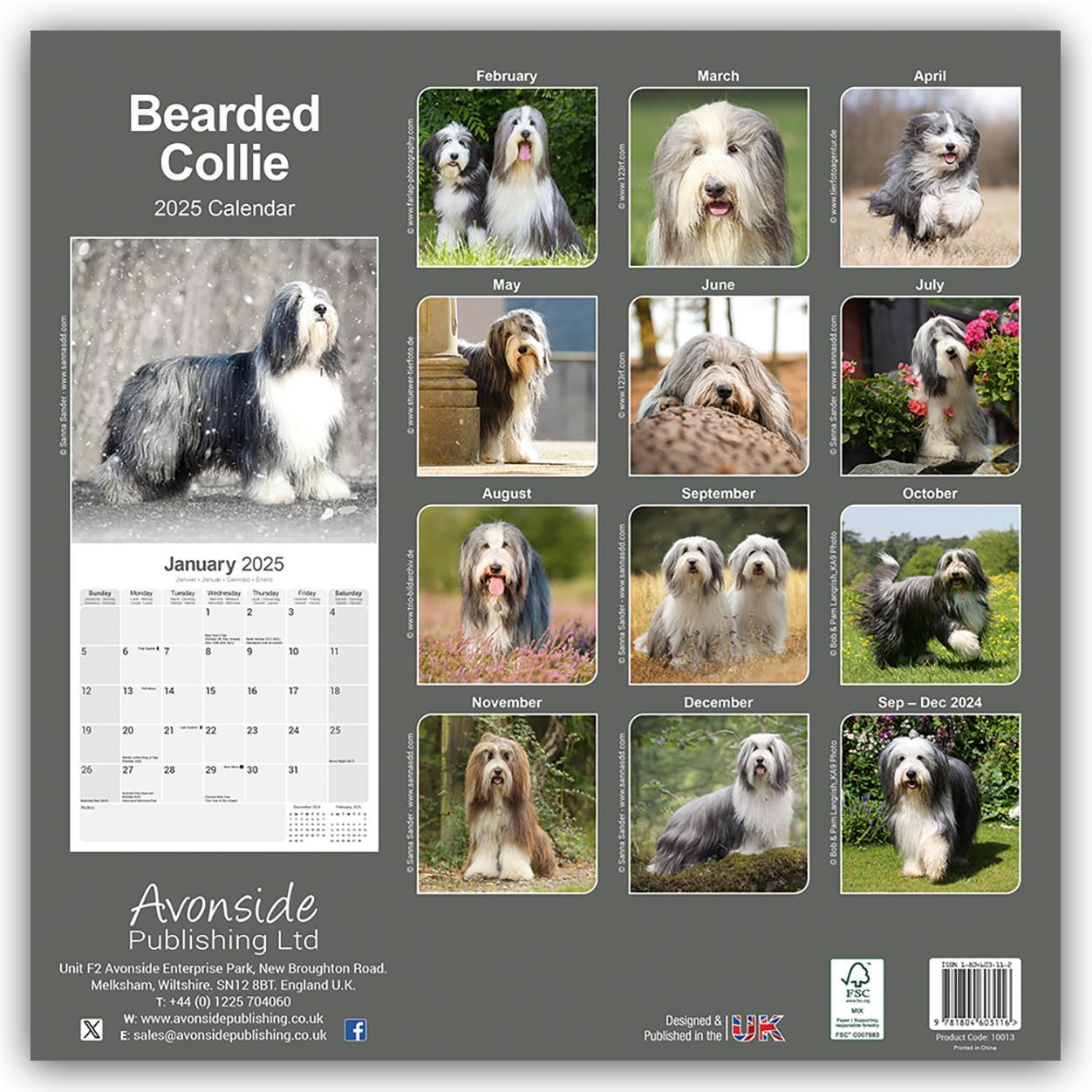 Rückseite: 9781804603116 | Bearded Collie 2025 - 16-Monatskalender | Avonside Publishing Ltd.