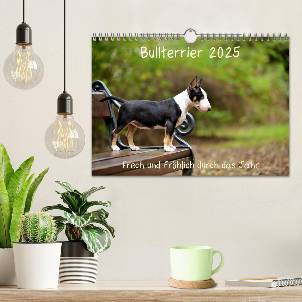 Bild: 9783435341559 | Bullterrier 2025 Frech und fröhlich durch das Jahr (Wandkalender...