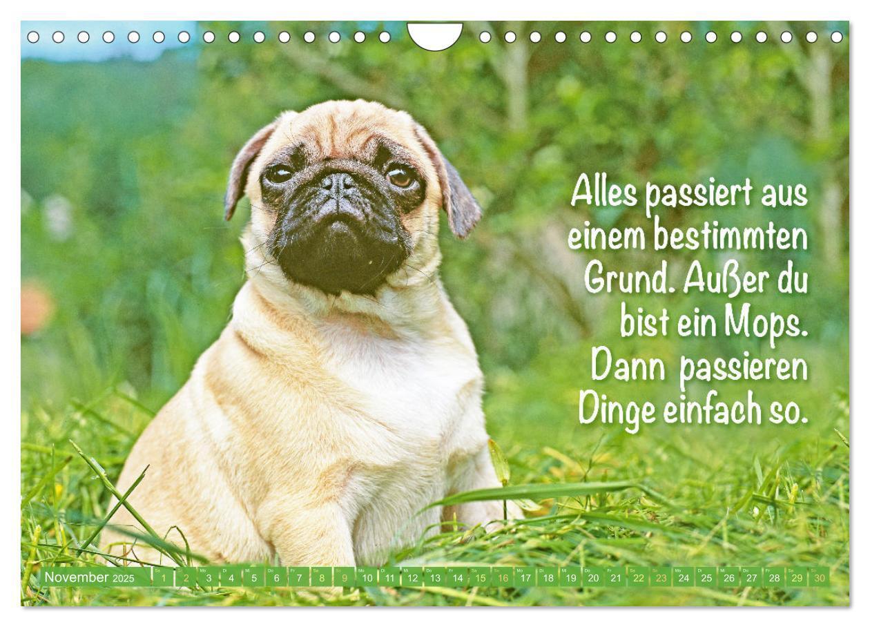 Bild: 9783457167144 | Lächeln mit Mops (Wandkalender 2025 DIN A4 quer), CALVENDO...