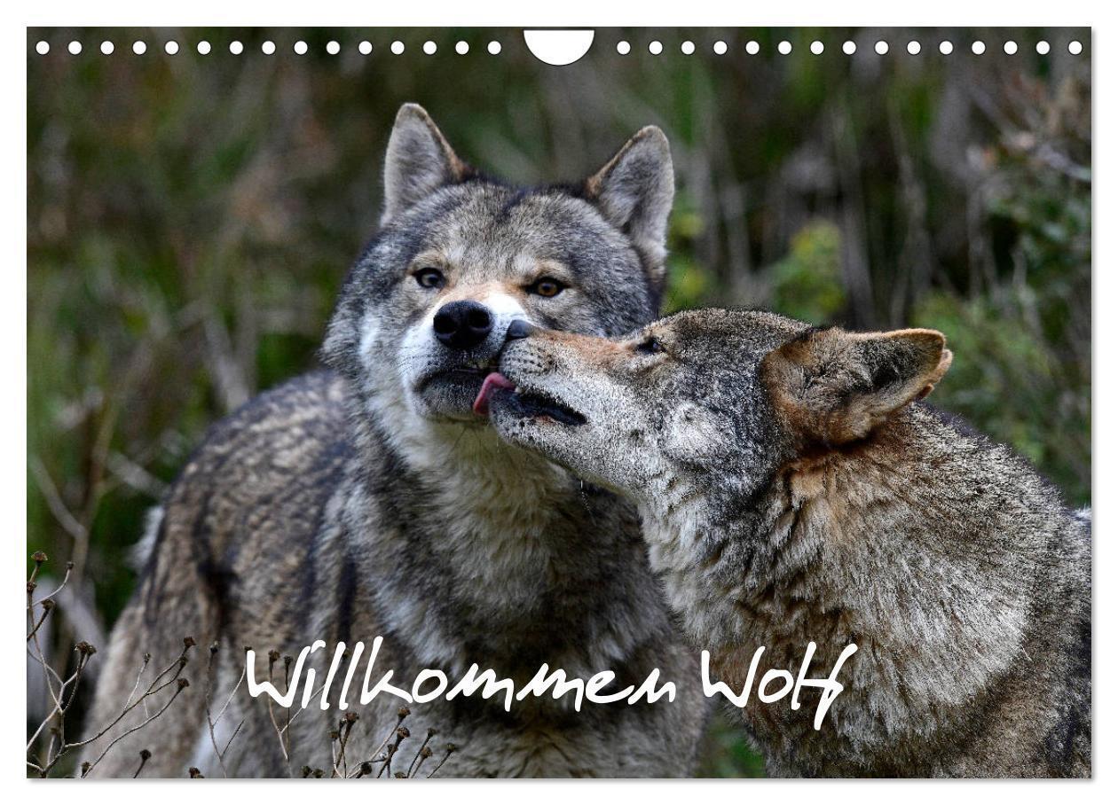 Cover: 9783675858299 | Willkommen Wolf (Wandkalender 2024 DIN A4 quer), CALVENDO...