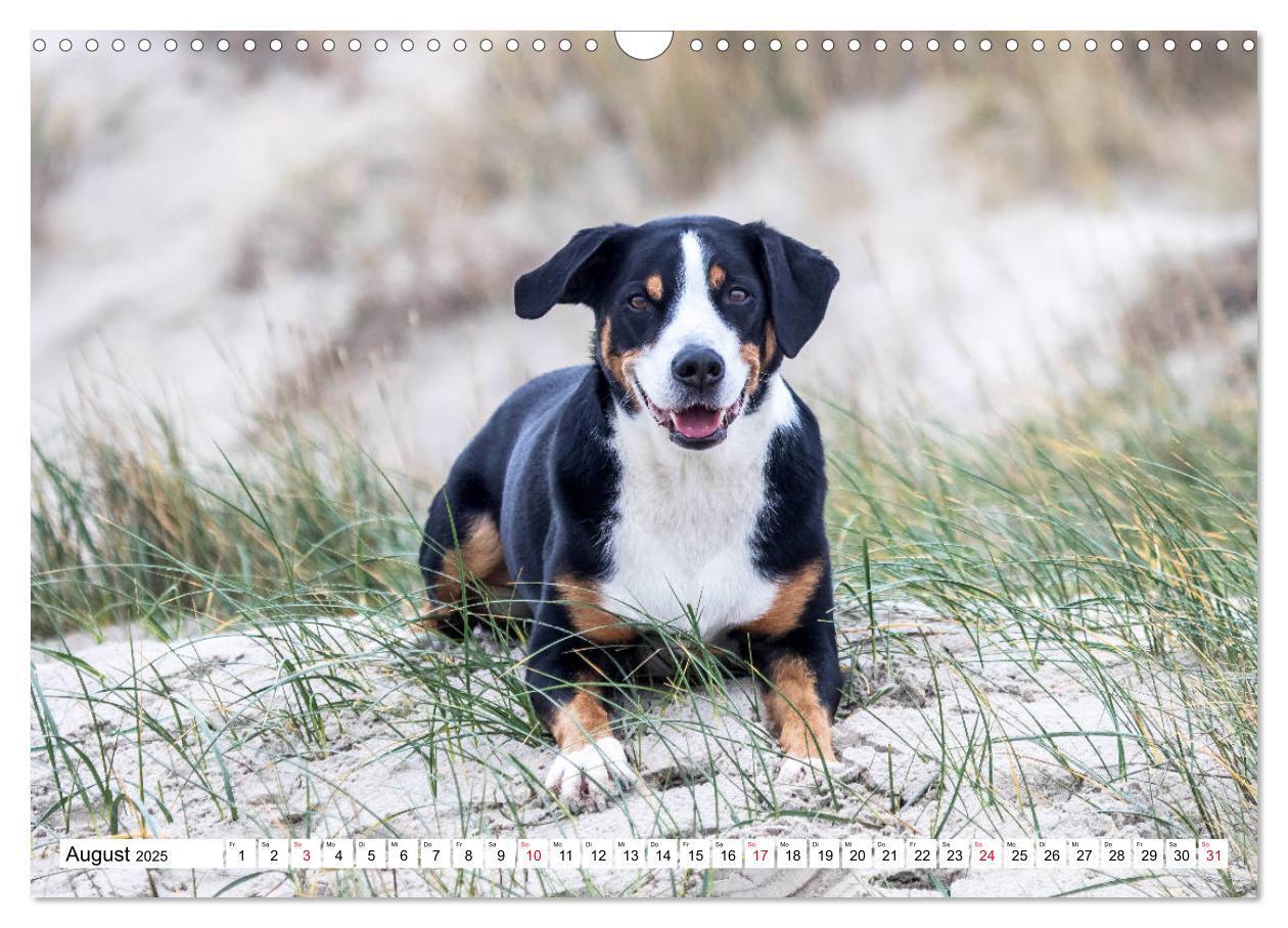 Bild: 9783435332441 | Appenzeller Sennenhunde (Wandkalender 2025 DIN A3 quer), CALVENDO...