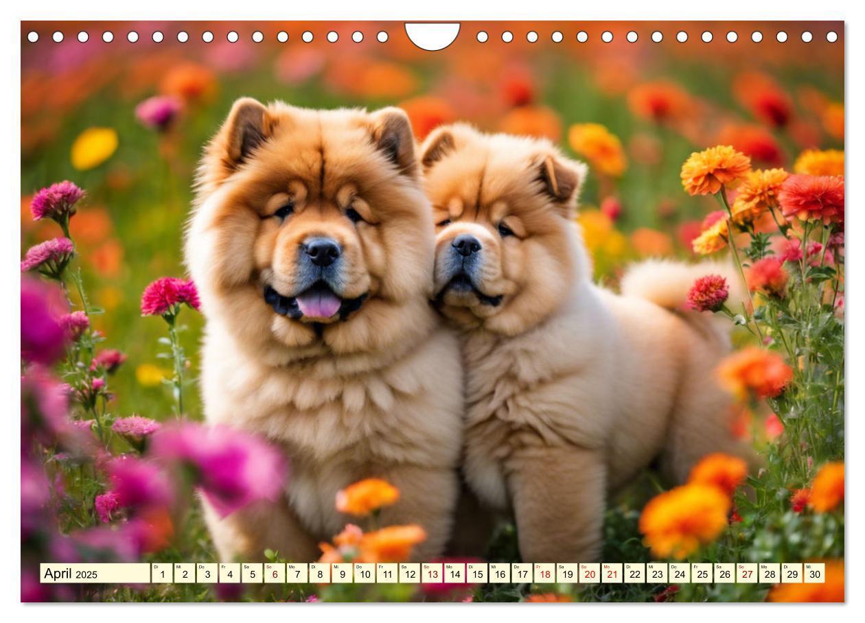 Bild: 9783457015513 | Chow Chow - der Löwenkopfhund (Wandkalender 2025 DIN A4 quer),...