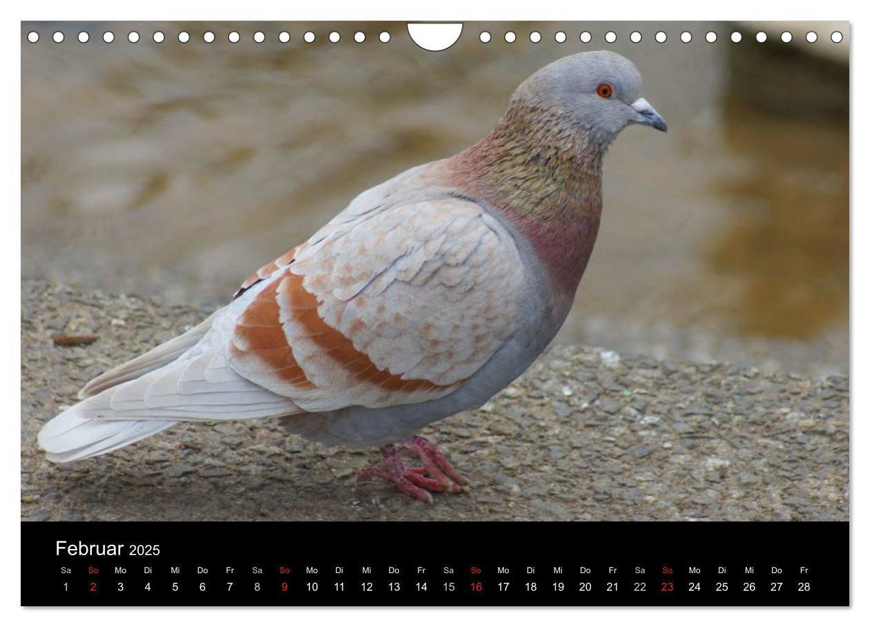 Bild: 9783435816200 | Tauben in der Stadt (Wandkalender 2025 DIN A4 quer), CALVENDO...