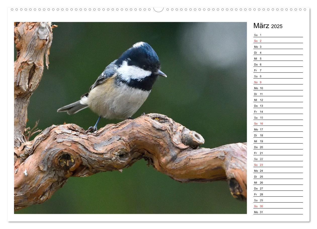 Bild: 9783435471690 | Gefiederte Freunde - Unsere heimischen Gartenvögel (Wandkalender...