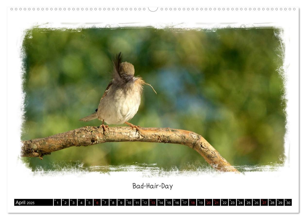 Bild: 9783435606382 | Tierisch witzig (Wandkalender 2025 DIN A2 quer), CALVENDO...