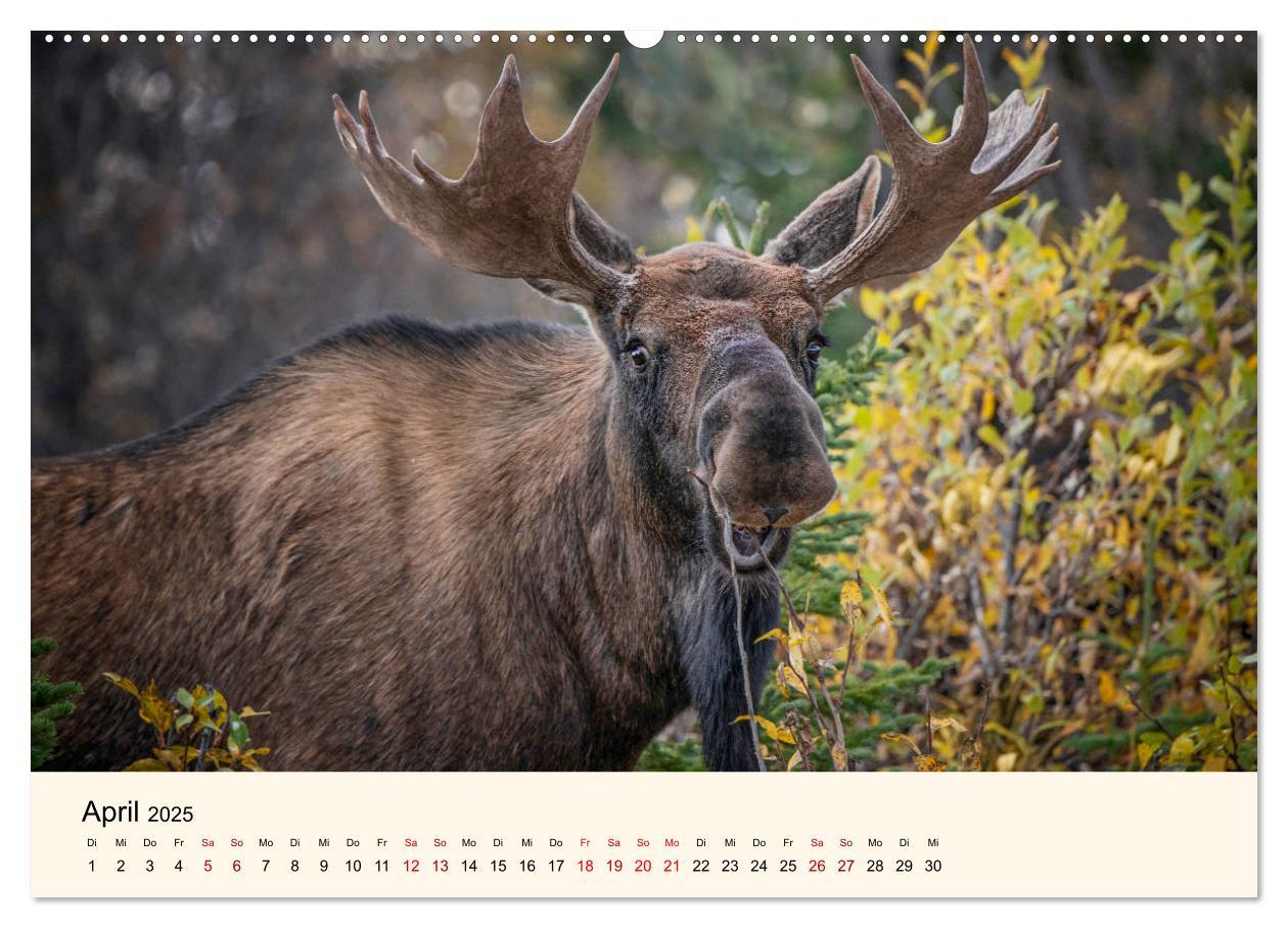 Bild: 9783435128129 | Der Elch - König des Nordens (hochwertiger Premium Wandkalender...