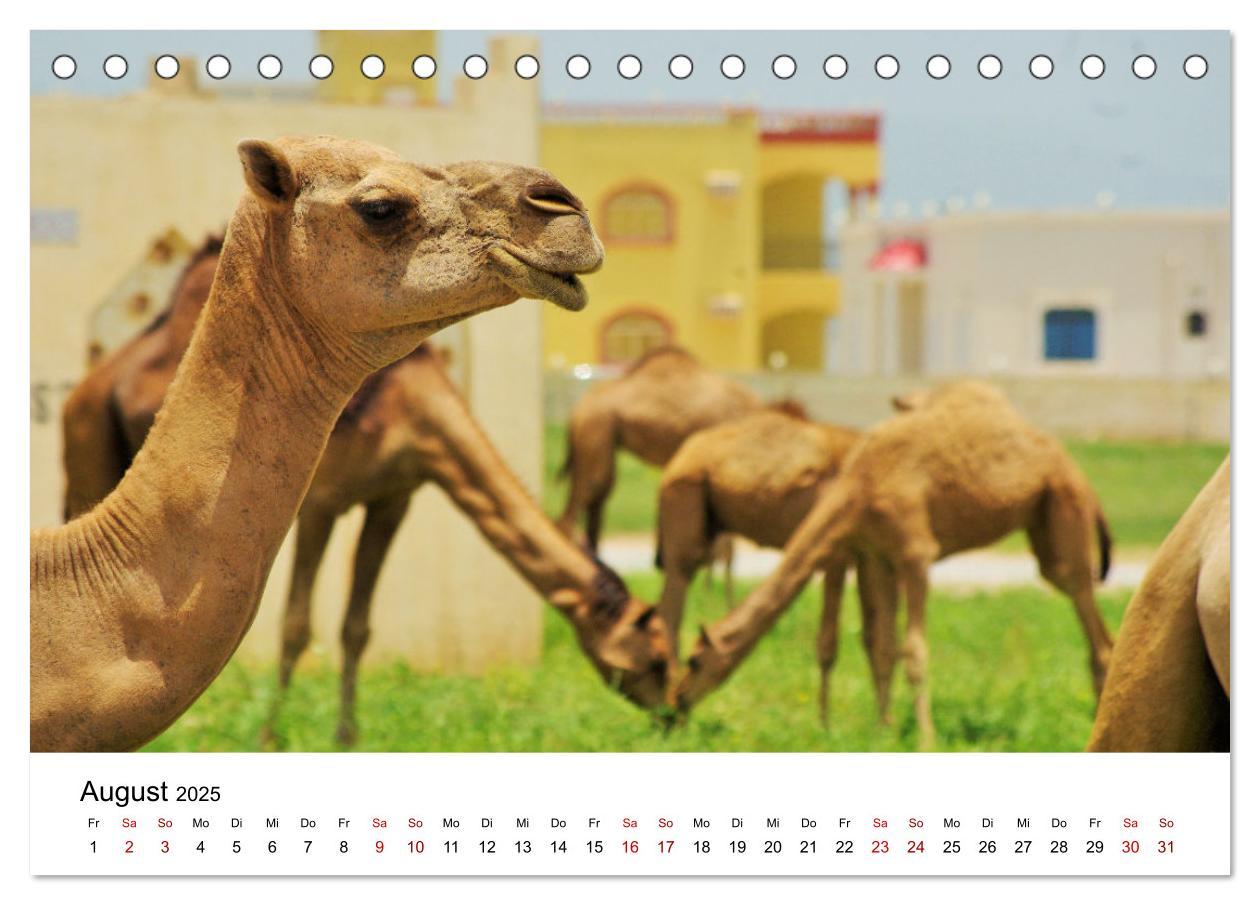 Bild: 9783435062720 | KAMELE... eine Reise durch den Oman. (Tischkalender 2025 DIN A5...