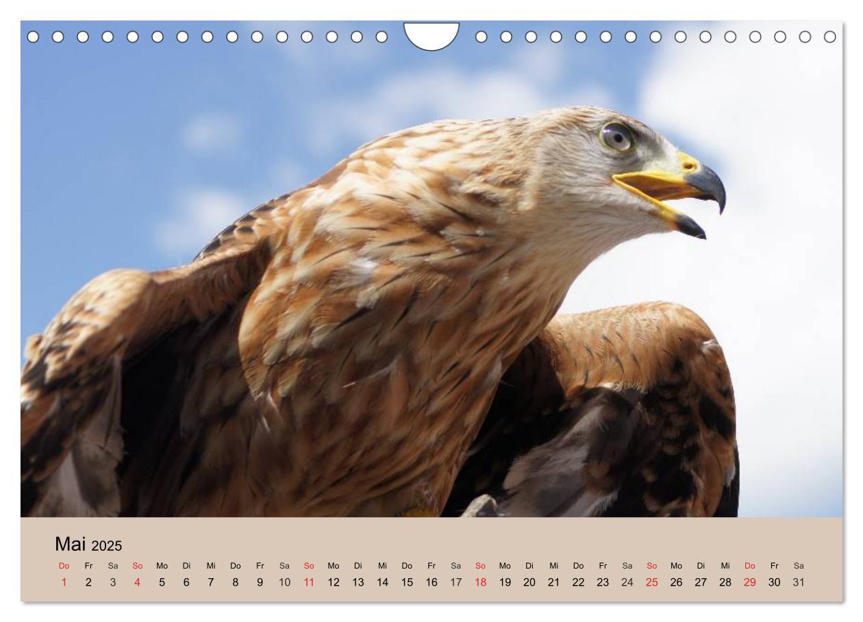 Bild: 9783435515493 | Der Steinadler. Majestätischer Greifvogel (Wandkalender 2025 DIN A4...