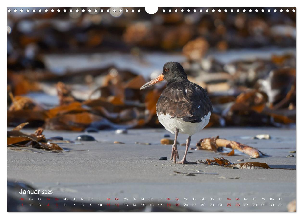 Bild: 9783435020676 | Vögel an Deutschlands Küsten (Wandkalender 2025 DIN A3 quer),...