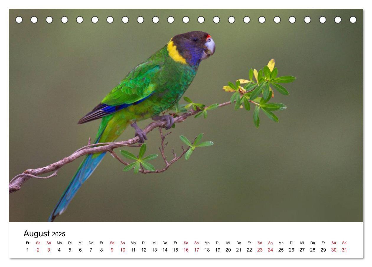 Bild: 9783435612239 | Australische Papageien (Tischkalender 2025 DIN A5 quer), CALVENDO...