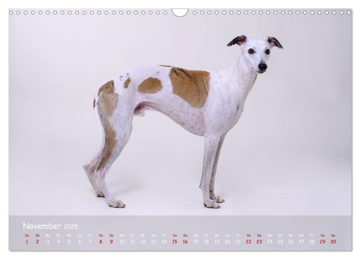 Bild: 9783383889783 | Whippets - Seelenhunde fürs Leben (Wandkalender 2025 DIN A3 quer),...