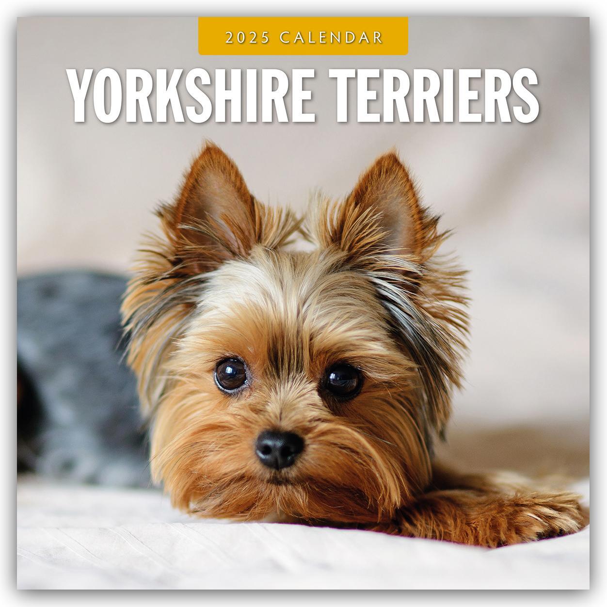 Cover: 9781804425299 | Yorkshire Terriers - Yorkshire Terrier 2025 - 16-Monatskalender | Red