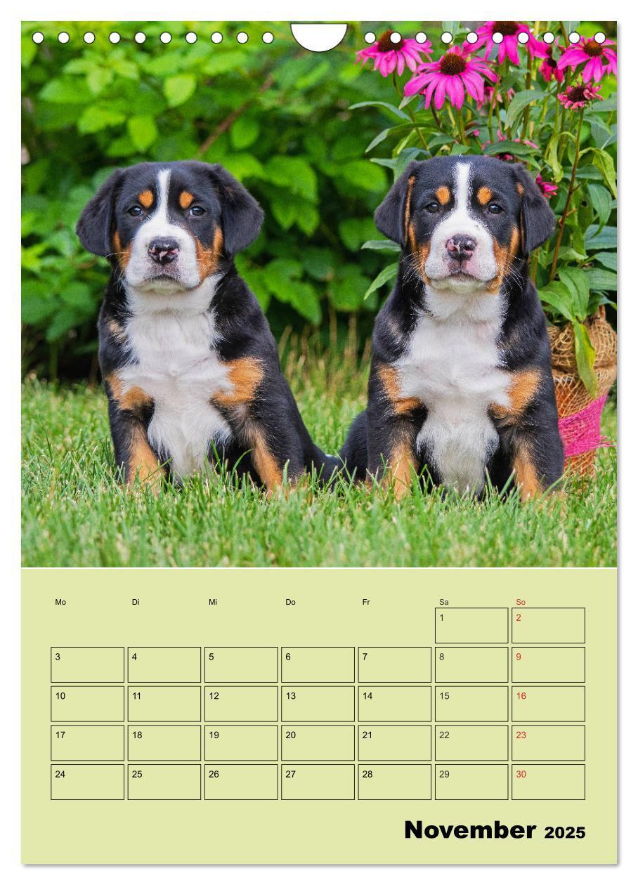 Bild: 9783435960323 | Familienplaner Großer Schweizer Sennenhund (Wandkalender 2025 DIN...