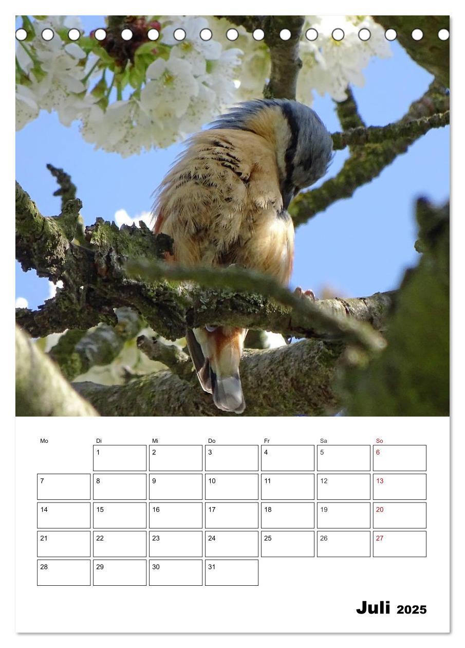 Bild: 9783457041031 | Amsel, Drossel, Fink und Star - beobachtet (Tischkalender 2025 DIN...