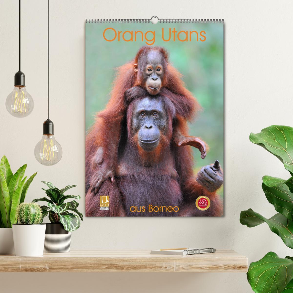 Bild: 9783435964901 | Orang Utans aus Borneo (Wandkalender 2025 DIN A2 hoch), CALVENDO...