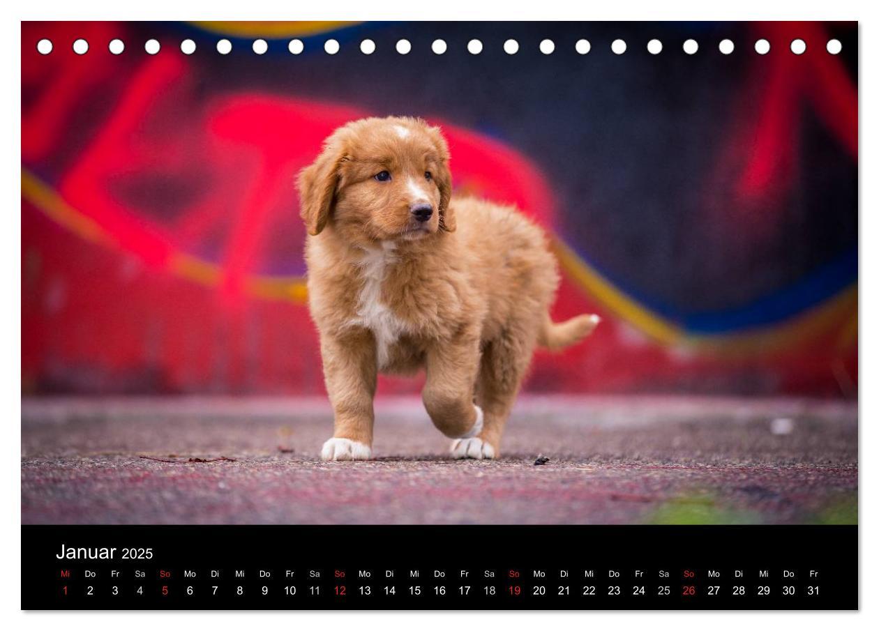 Bild: 9783435626076 | Toller - Nova Scotia Duck Tolling Retriever (Tischkalender 2025 DIN...