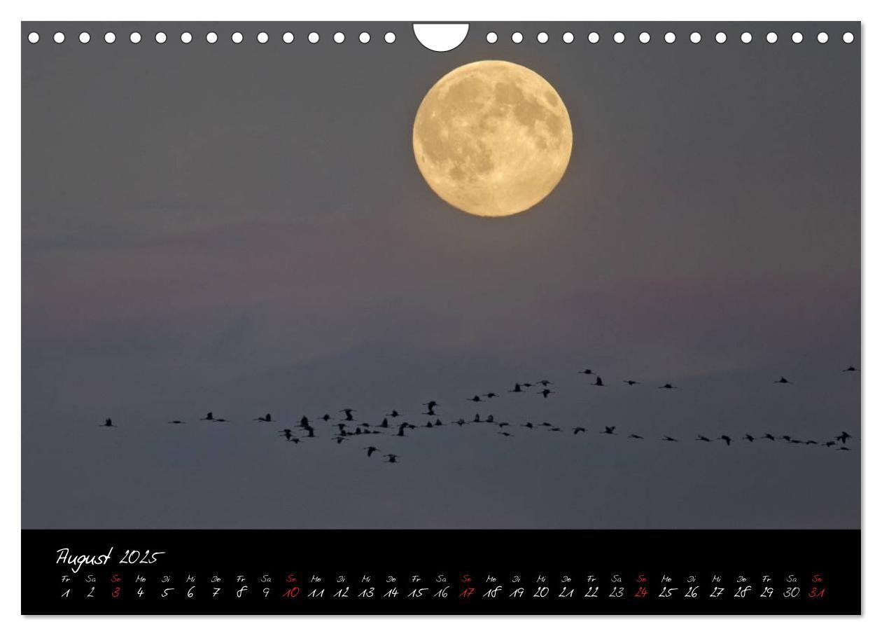 Bild: 9783435817054 | Kraniche - Vögel des Glücks (Wandkalender 2025 DIN A4 quer),...