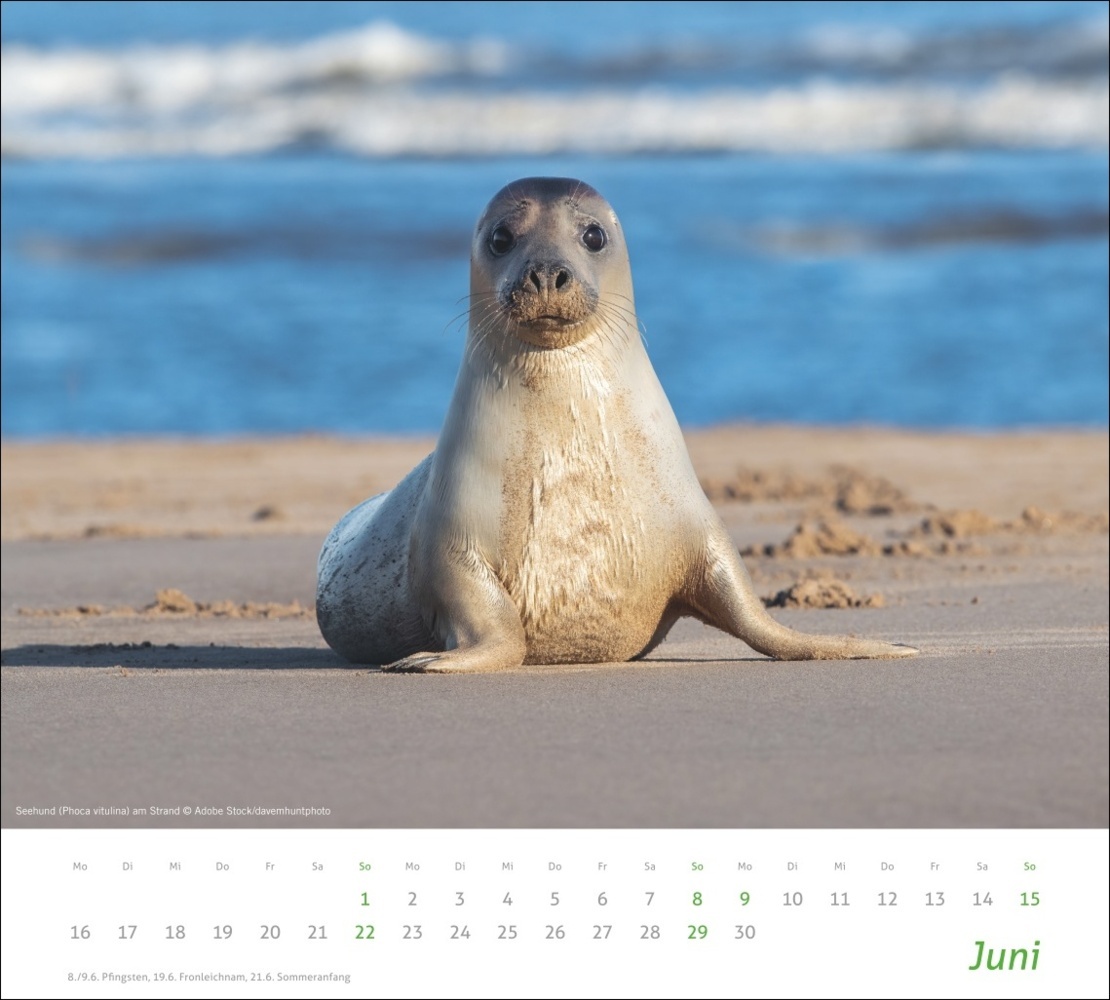 Bild: 9783756406913 | Heimische Tiere Bildkalender 2025 | Kalender | Spiralbindung | 14 S.