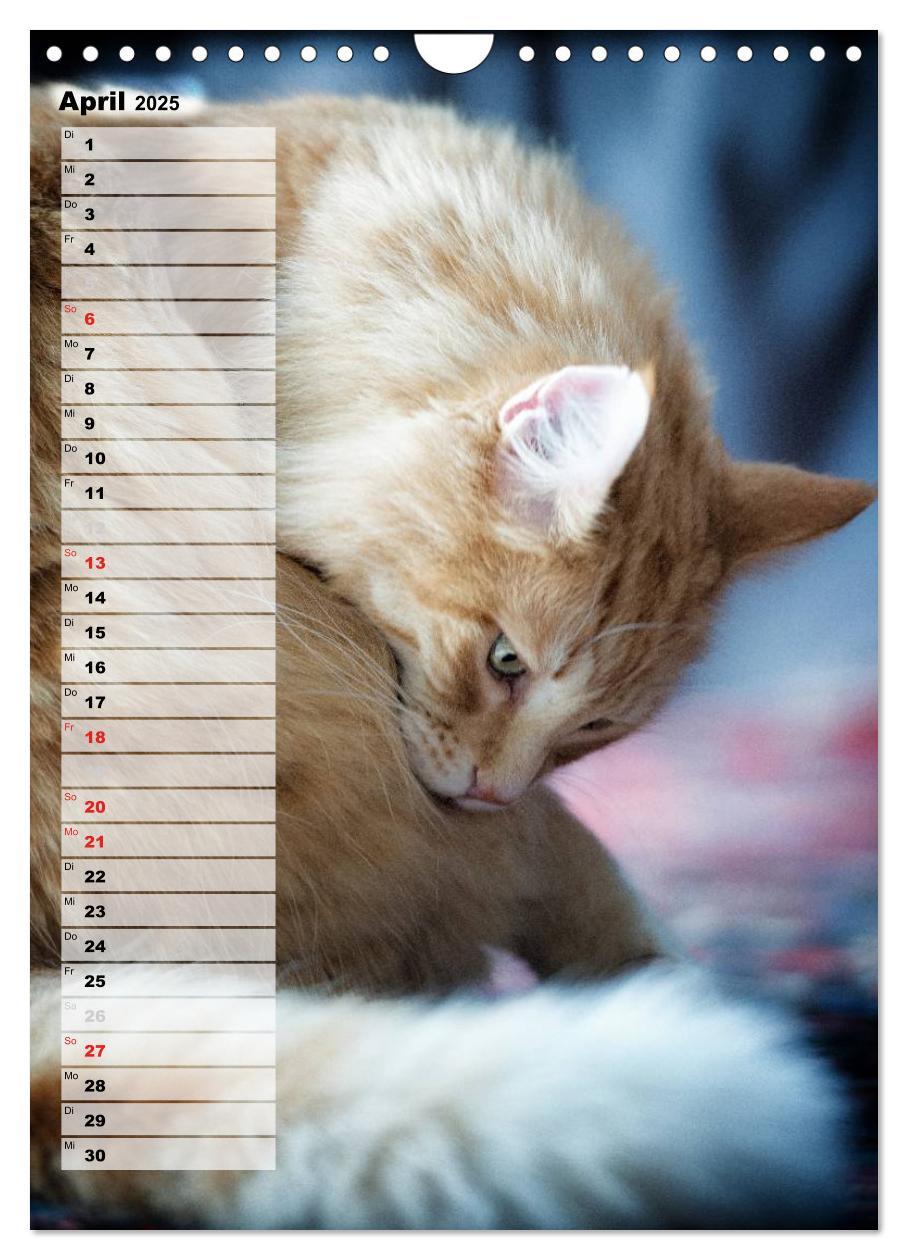 Bild: 9783457014035 | DIE GEFÜHLSWELT (Wandkalender 2025 DIN A4 hoch), CALVENDO...