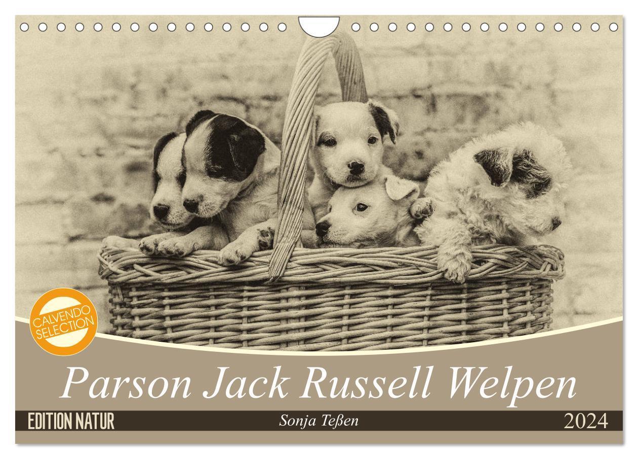 Cover: 9783383189326 | Parson Jack Russel Welpen (Wandkalender 2024 DIN A4 quer), CALVENDO...