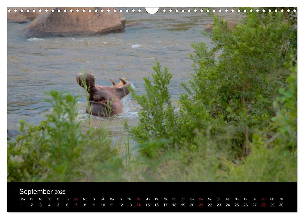 Bild: 9783435768967 | Krüger Nationalpark - Kalender 2025 (Wandkalender 2025 DIN A3...