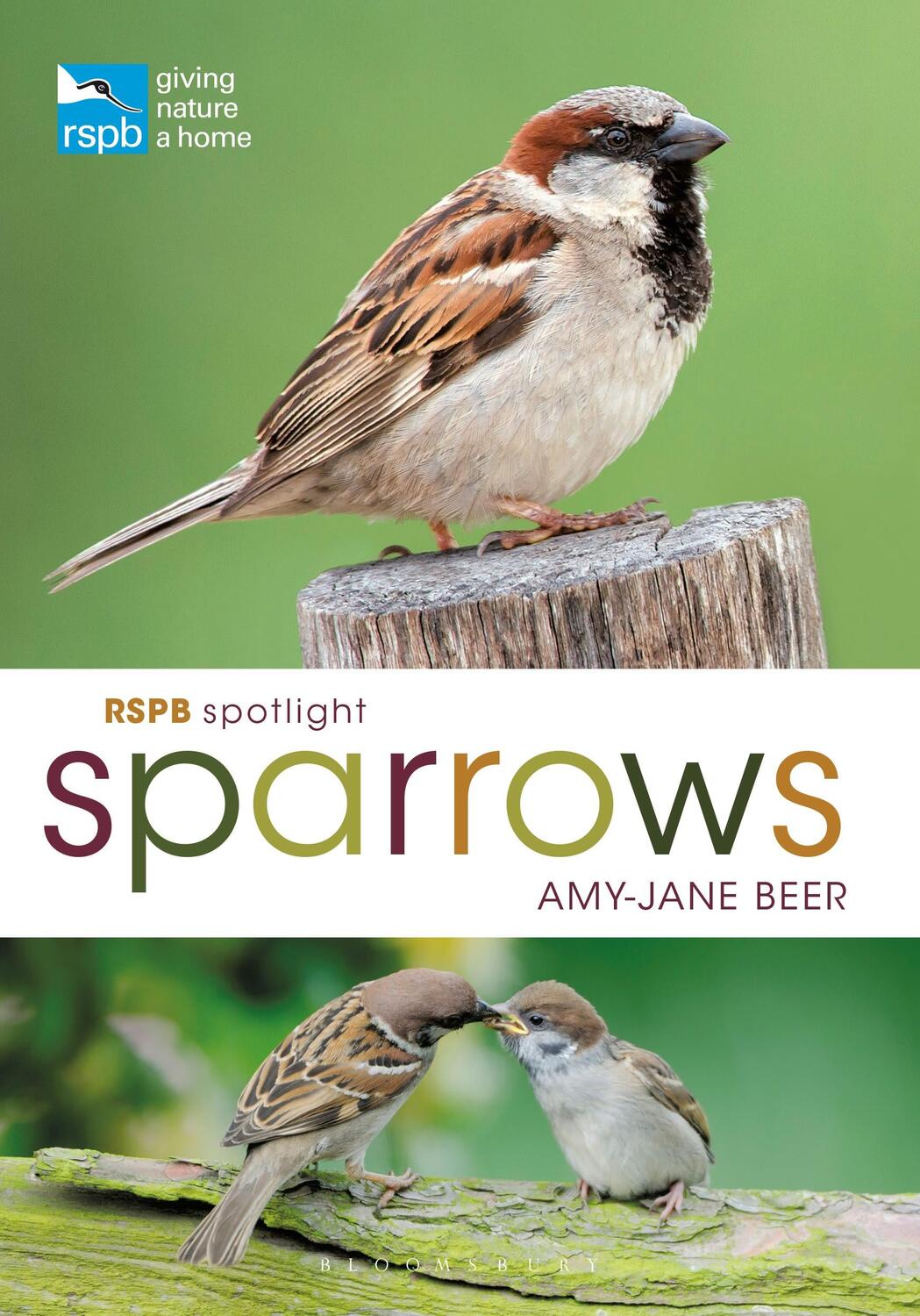 Cover: 9781472955937 | RSPB Spotlight Sparrows | Amy-Jane Beer | Taschenbuch | Englisch