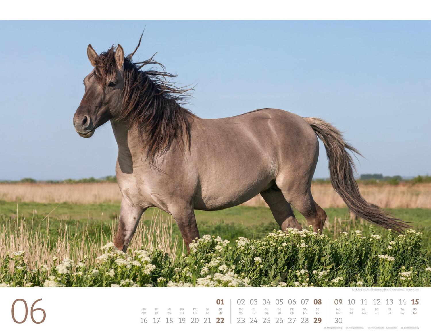 Bild: 9783838435084 | Wilde Pferde Kalender 2025 | Ackermann Kunstverlag | Kalender | 14 S.